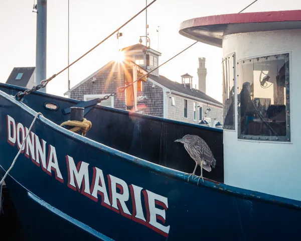 The Donna Marie and Bird thumbnail