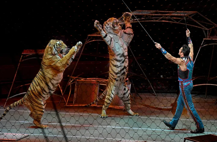 A tiger tamer with two tigers standing up