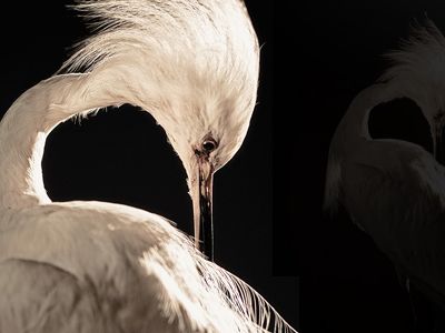 Egret