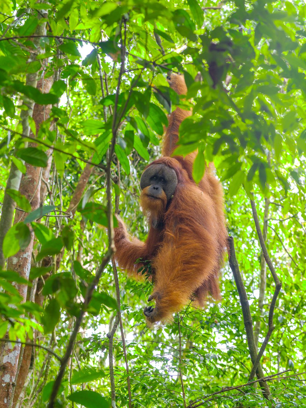 The Alpha  Male  Sumatran Orangutan  Smithsonian Photo 