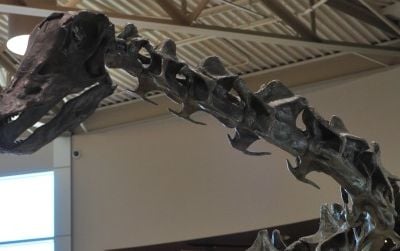 A cast of the sauropod Diplodocus at the Utah Field House of Natural History in Vernal, Utah. Our current understanding of sauropods like this differs greatly from hypothetical restorations of "living dinosaurs" in Africa.