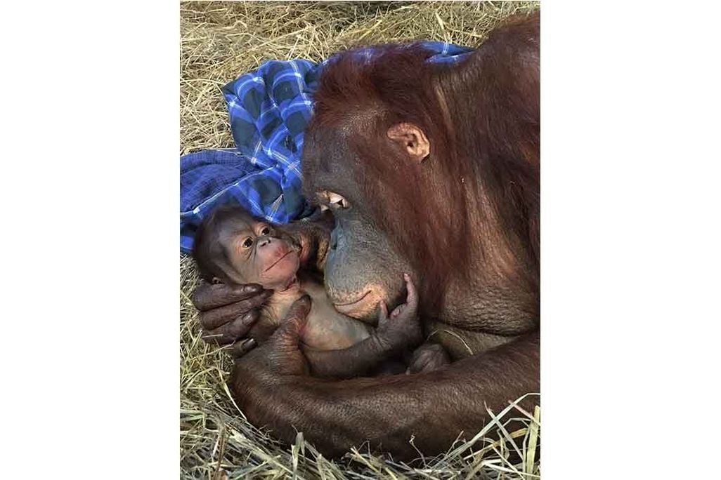 Batang and her baby