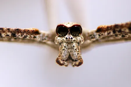 The ogre-faced spider earns its name from its large eyes and mandibles.