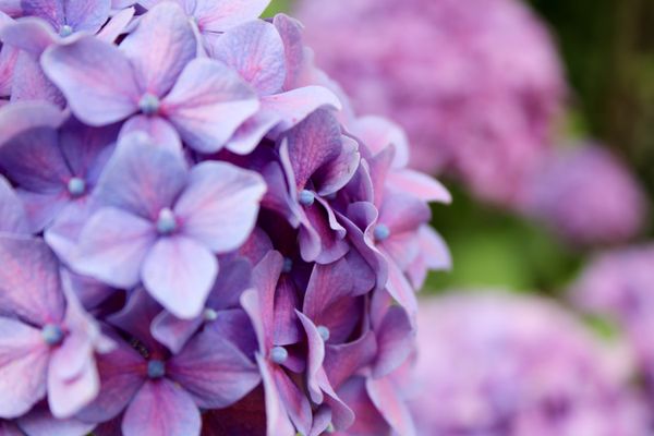 Magenta flowers thumbnail