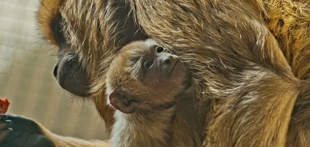 Howler monkey Chula cradles her new baby.