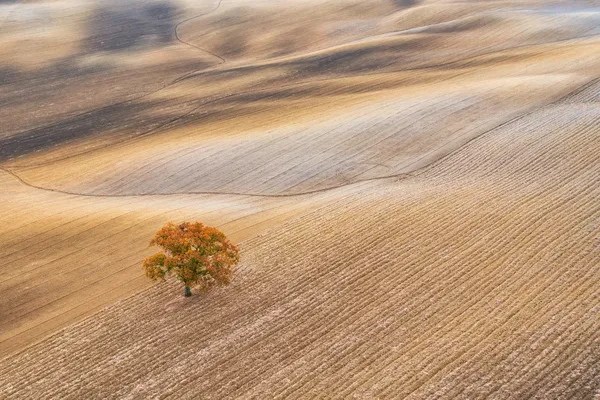 A lone tree in Orcia valley thumbnail