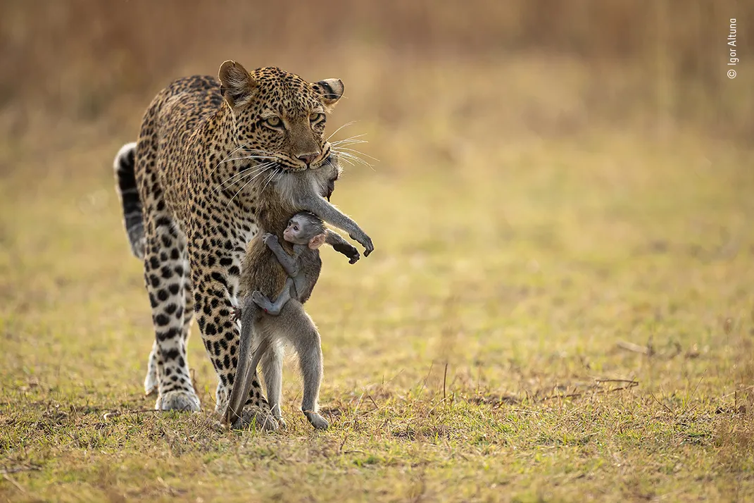 a leopard carries a dead monkey with the baby monkey clinging to it