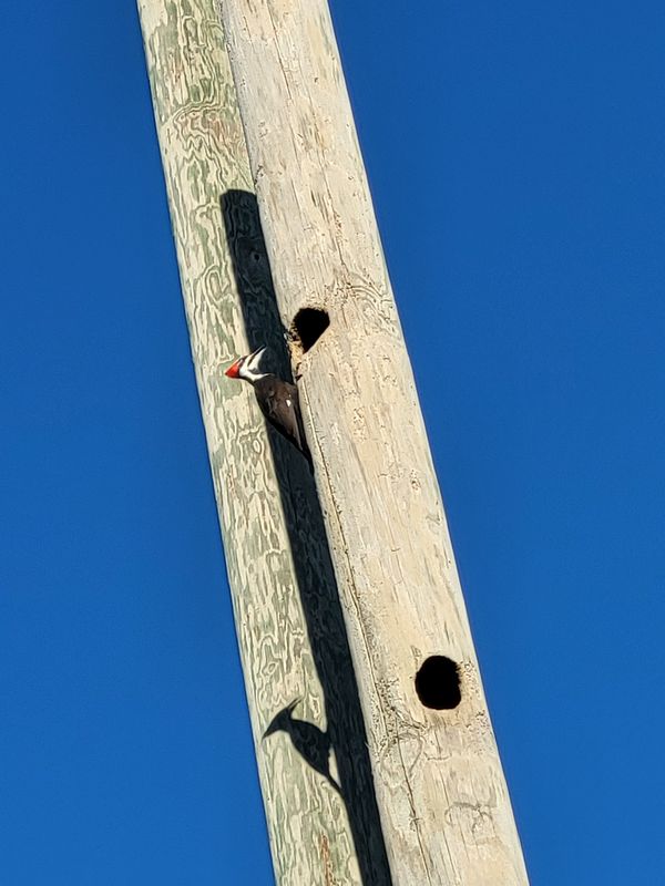 woodpecker thumbnail