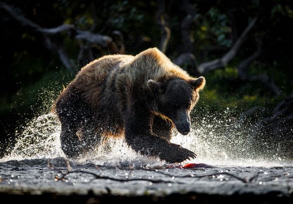 The Hunter’s Precision thumbnail