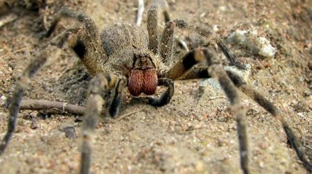 The Brazilian wandering spider