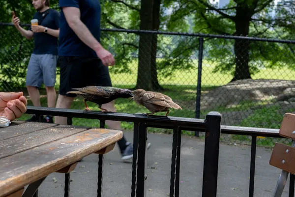 Breakfast in Central Park thumbnail