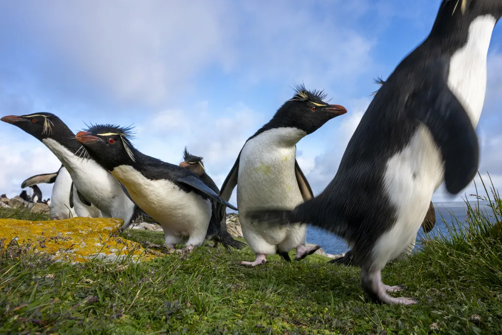 OPENER - Southern rockhoppers fearlessly approach the camera at Murrell Farm in the Falklands. The birds’ features include their spiky crests, which resemble wild eyebrows.