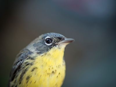 Close-up of a Kirtland's warbler songbird