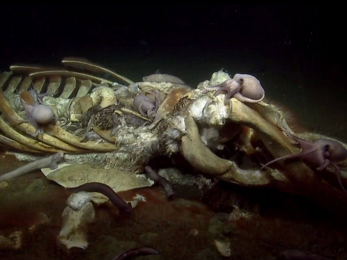 ロサンゼルス近郊の海底でなぜこれほど多くのクジラの死骸が発見されたのか？