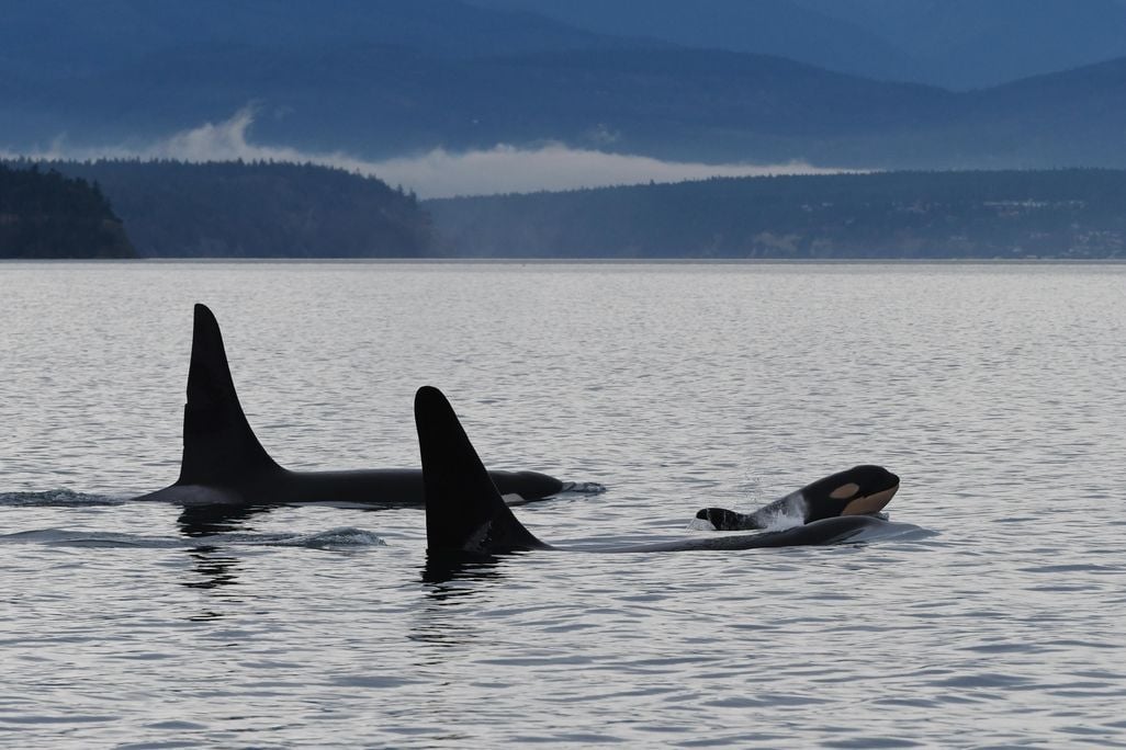 20190111DKE_JF5-2587_L41, L85, and new calf L124.JPG