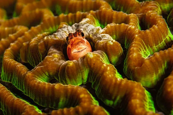 Living in a maze thumbnail