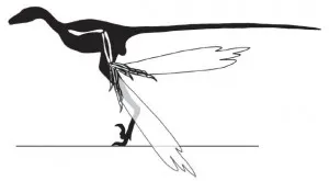 20110520083211Microraptor-shadow-wing-300x165.jpg