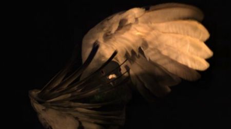 A pigeon's turn is very different from that of an airplane