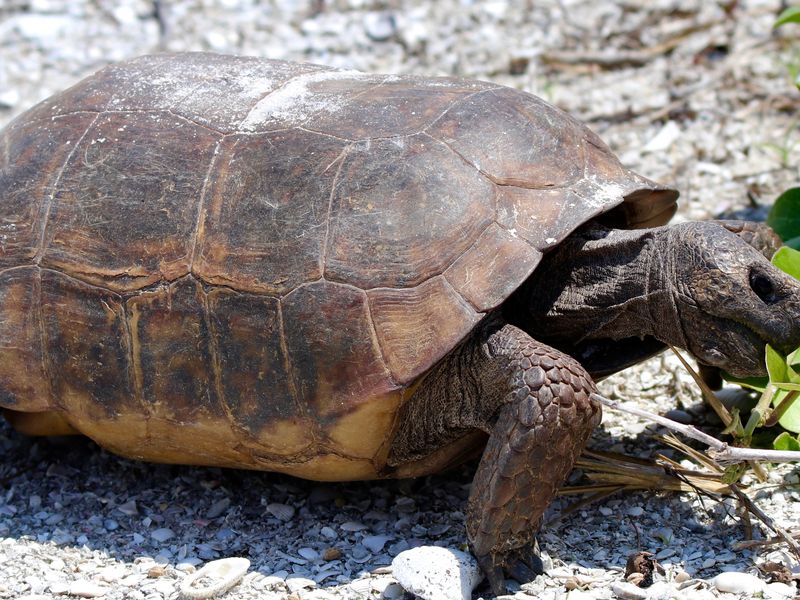 Feeding Gopher Tortoise Smithsonian Photo Contest Smithsonian Magazine