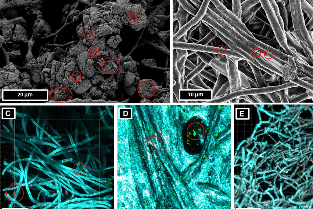 five microscopic images of the bacteria and mycelium scaffolds, two in black and white and three colored in blue