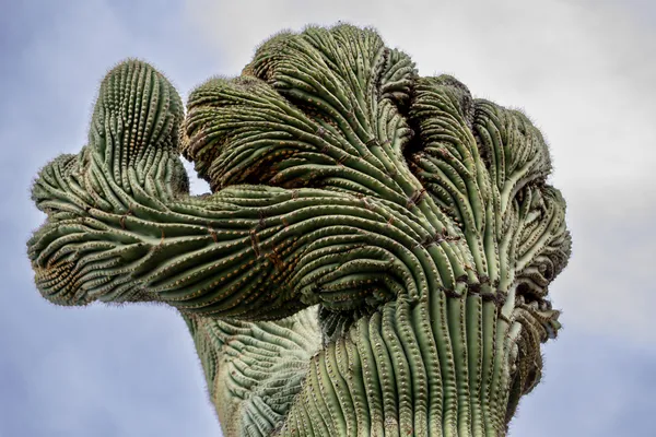 Crested Saguaro thumbnail
