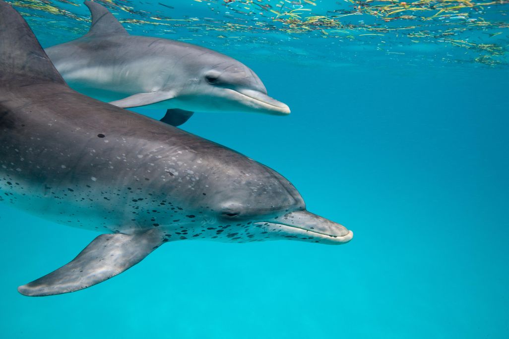 Spotted Dolphins