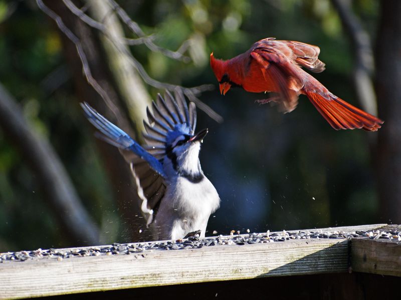 Blue Jay and Cardinal "discuss" their differences. Smithsonian Photo