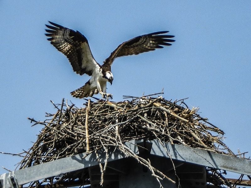 Osprey landing | Smithsonian Photo Contest | Smithsonian Magazine