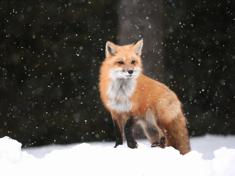 Red Fox standing in falling snow in Algonquin Provincial Park, Ontario ...