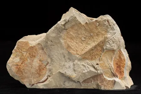 Fossil plants reveal information about the temperature and precipitation of past climates. Scientists use what they learn from fossil plants to inform their research on modern climate change 