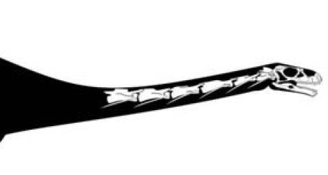 Leyesaurus marayensis