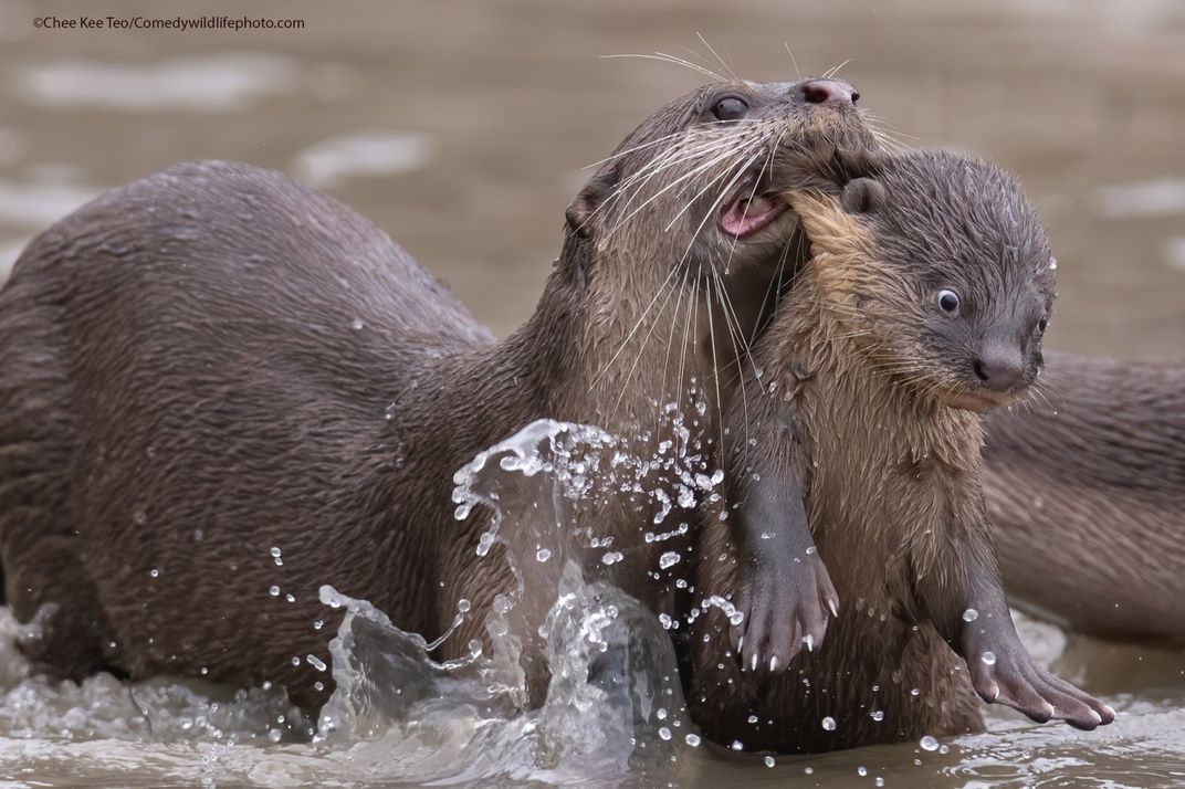 A mother otter grabs a baby otter by it's scruff