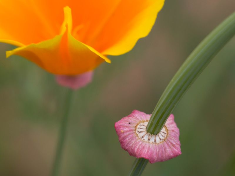 California Poppy and Seed Pod Smithsonian Photo Contest Smithsonian