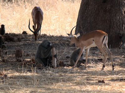 Impalas and baboons take a snack break under a sausage tree.
