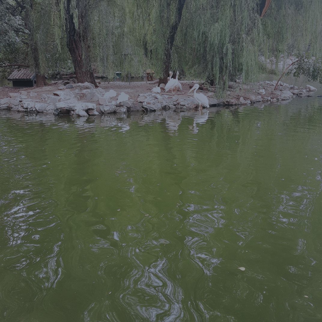 the unrestrained animals Smithsonian Photo Contest Smithsonian Magazine