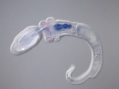 A juvenile Saccoglossus kowalevskii, a species of acorn worm, with it’s pharyngeal region in blue.