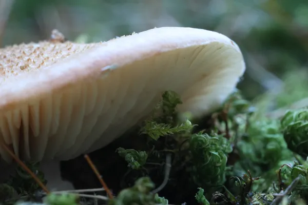 Under a Mushroom thumbnail