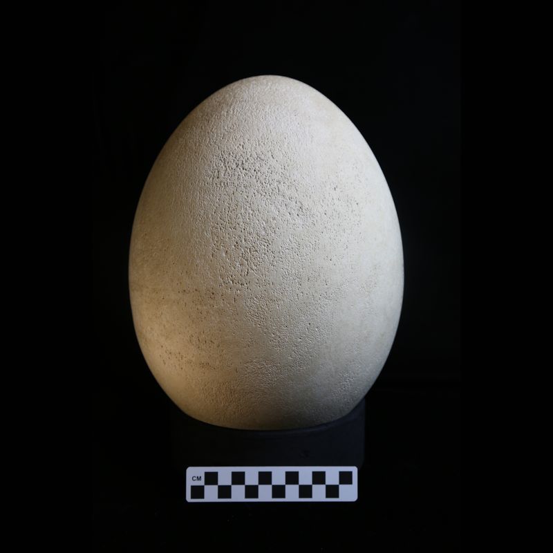 Look: Extinct 'elephant bird' egg seized by Italian customs 