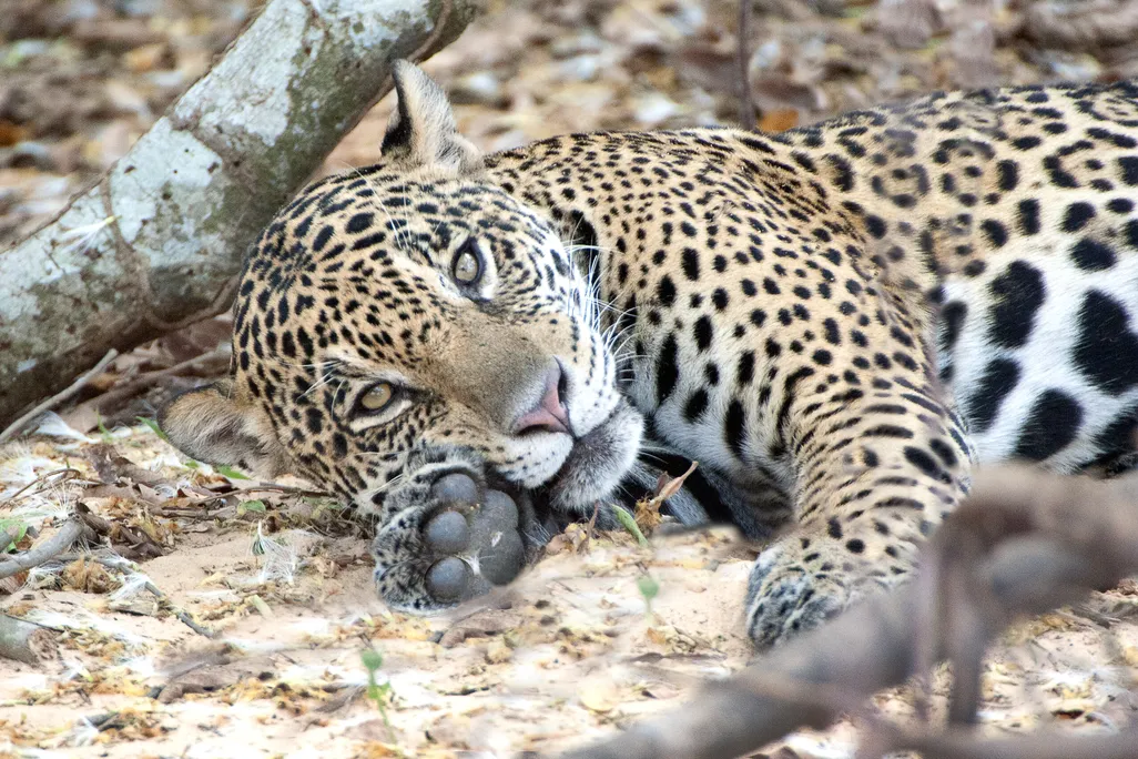 jaguar laying on its side and looking at the camera