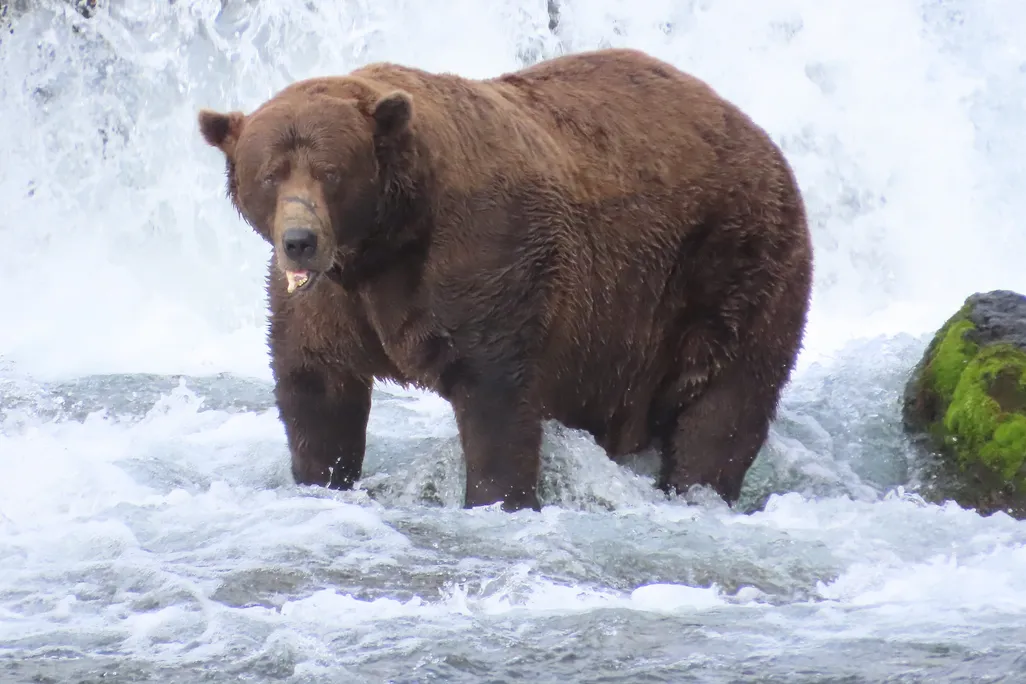 A large brown bear stands in rushing water.