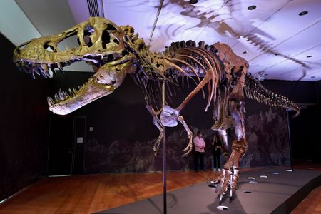 A Tyrannosaurus rex skeleton named STAN is one of the most complete specimens ever found.