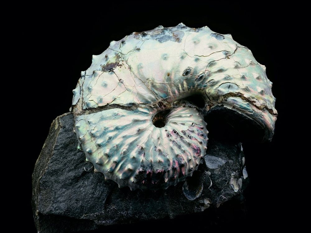 White-colored, fossil ammonite laying horizontally on top of a rock with a black background