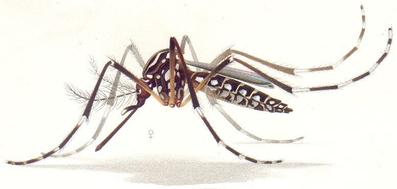 Aedes_aegypti_resting_position_E-A-Goeldi_1905.jpg