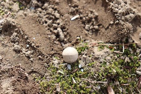 The five musket balls were found near the Concord River in Massachusetts, just under 20 miles northwest of Boston.