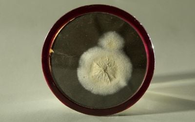 The original penicillin mold discovered by Fleming is in the collections held at the American History Museum