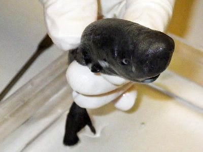 The newly identified American Pocket Shark was first discovered in the Gulf of Mexico in 2010.  