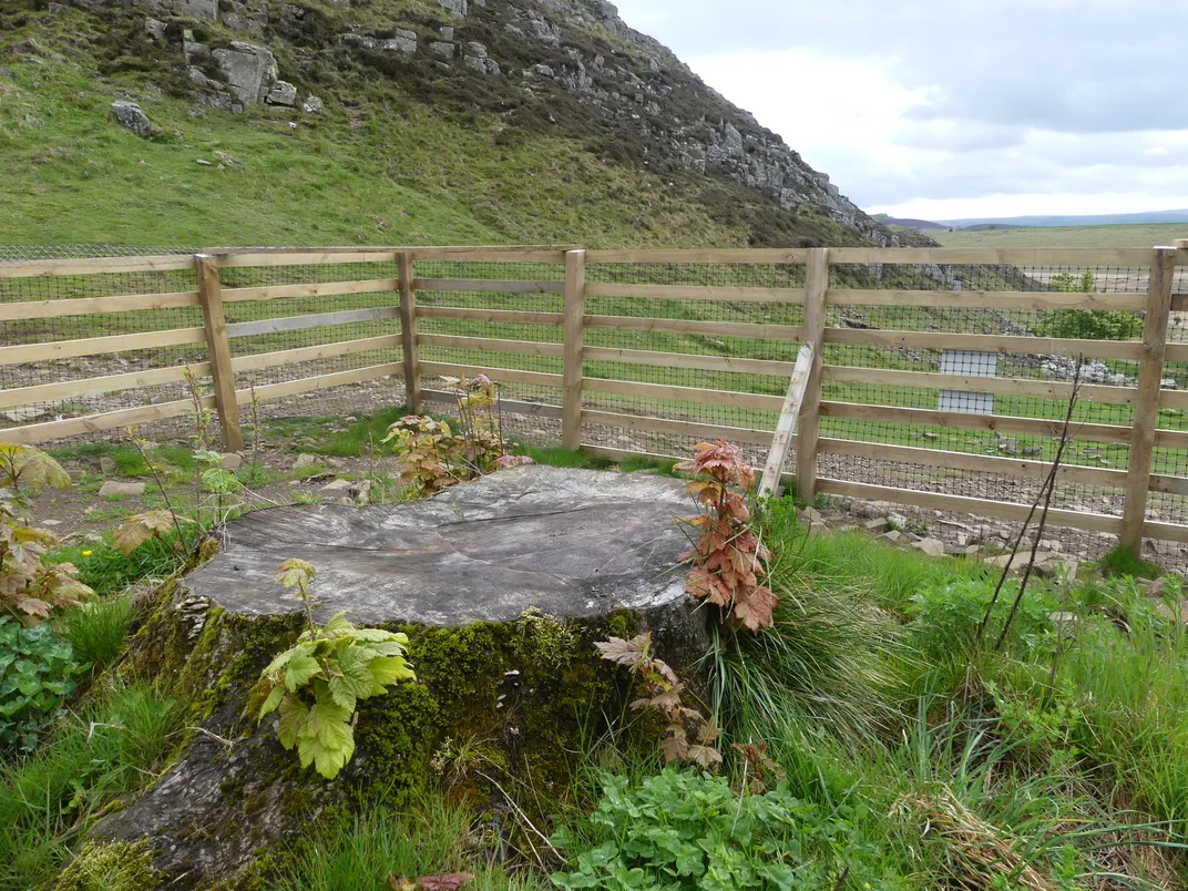New shoots at stump
