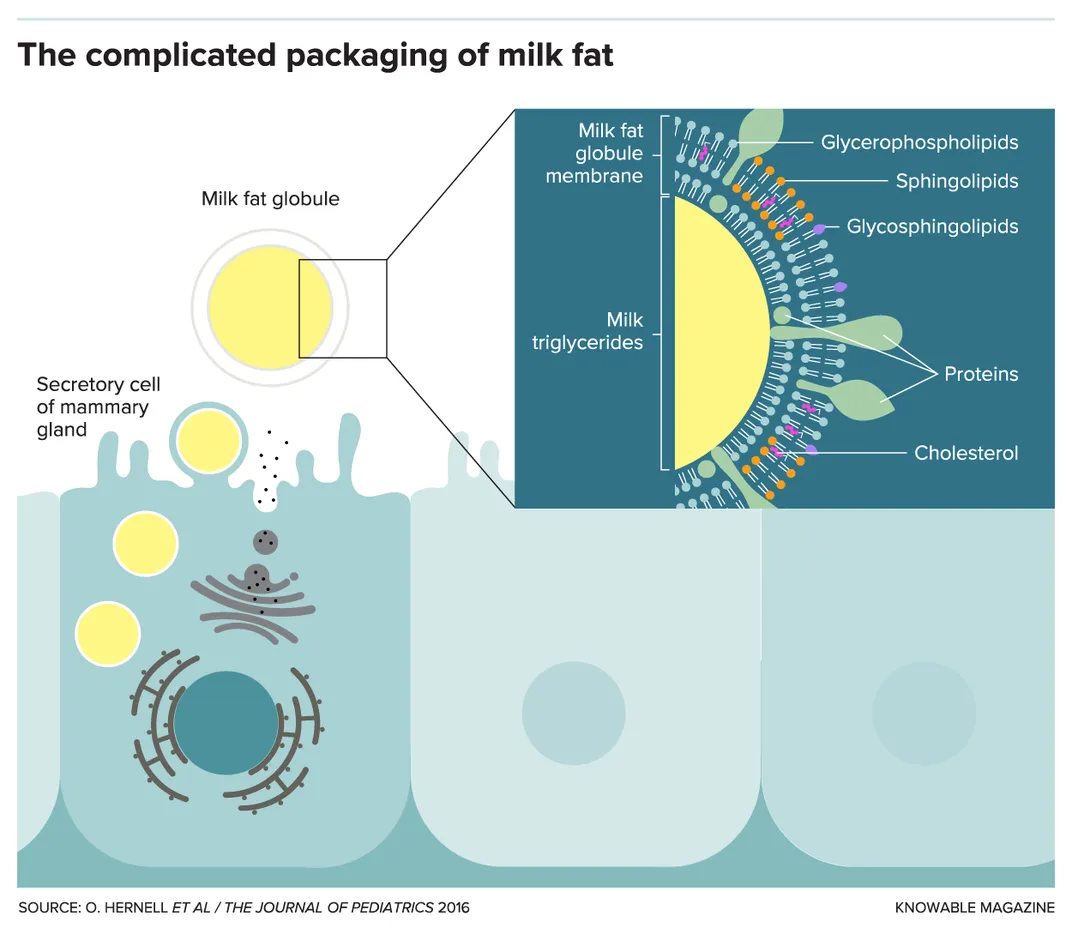 In Pursuit of Better Baby Formula