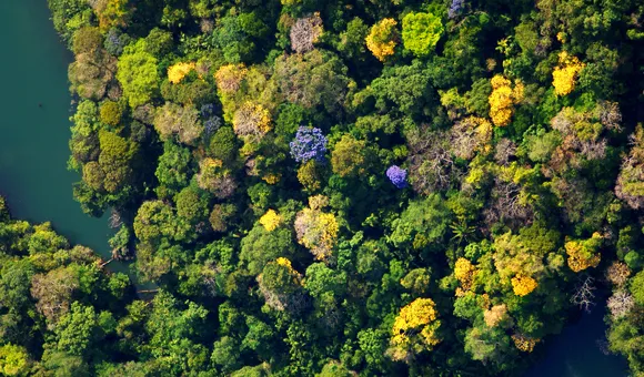 bci_flowering_canopy.jpg