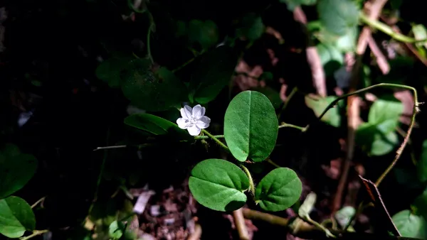 A Tiny White Wildflower thumbnail